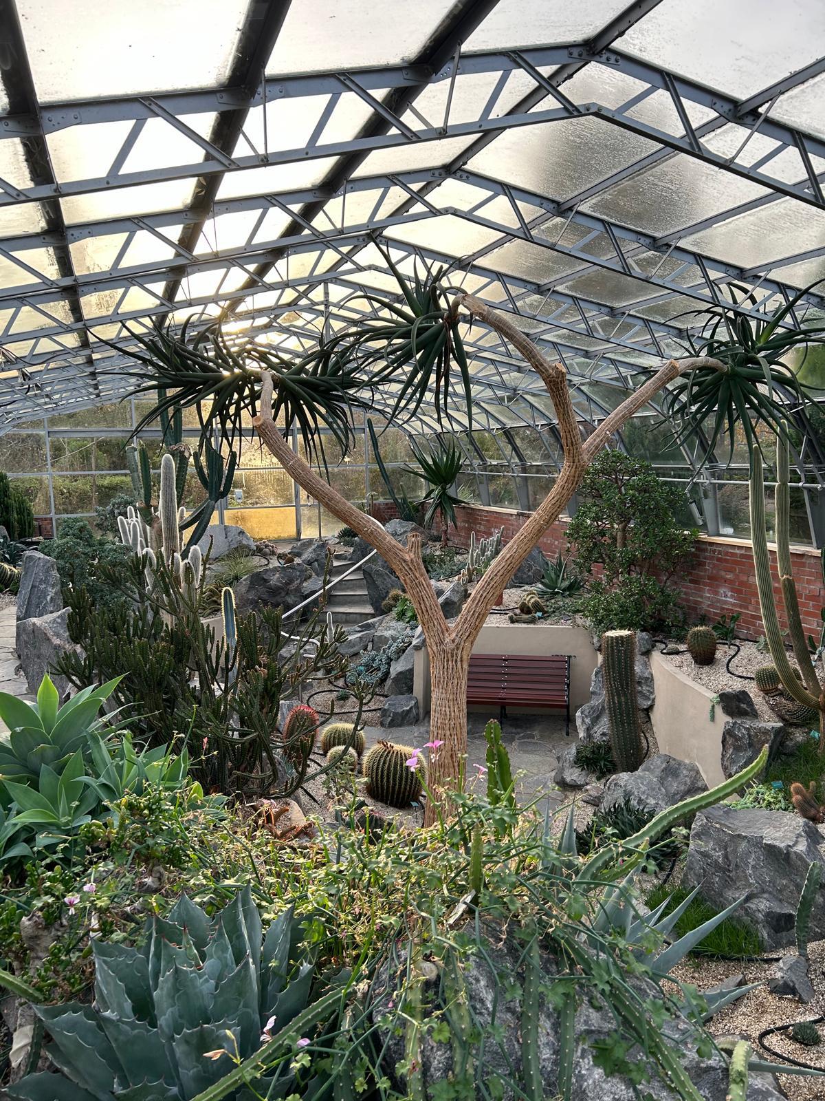 Interior of a cactus house featuring a towering agave scabra in the centre and a variety of cacti and succelents around the outside.