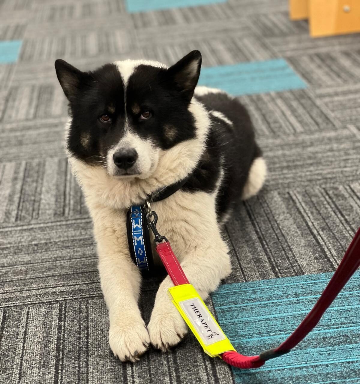 Black and white dog lying on a gray and blue patterned carpet, wearing a blue harness and red leash with a yellow “Therapy Pet” tag.