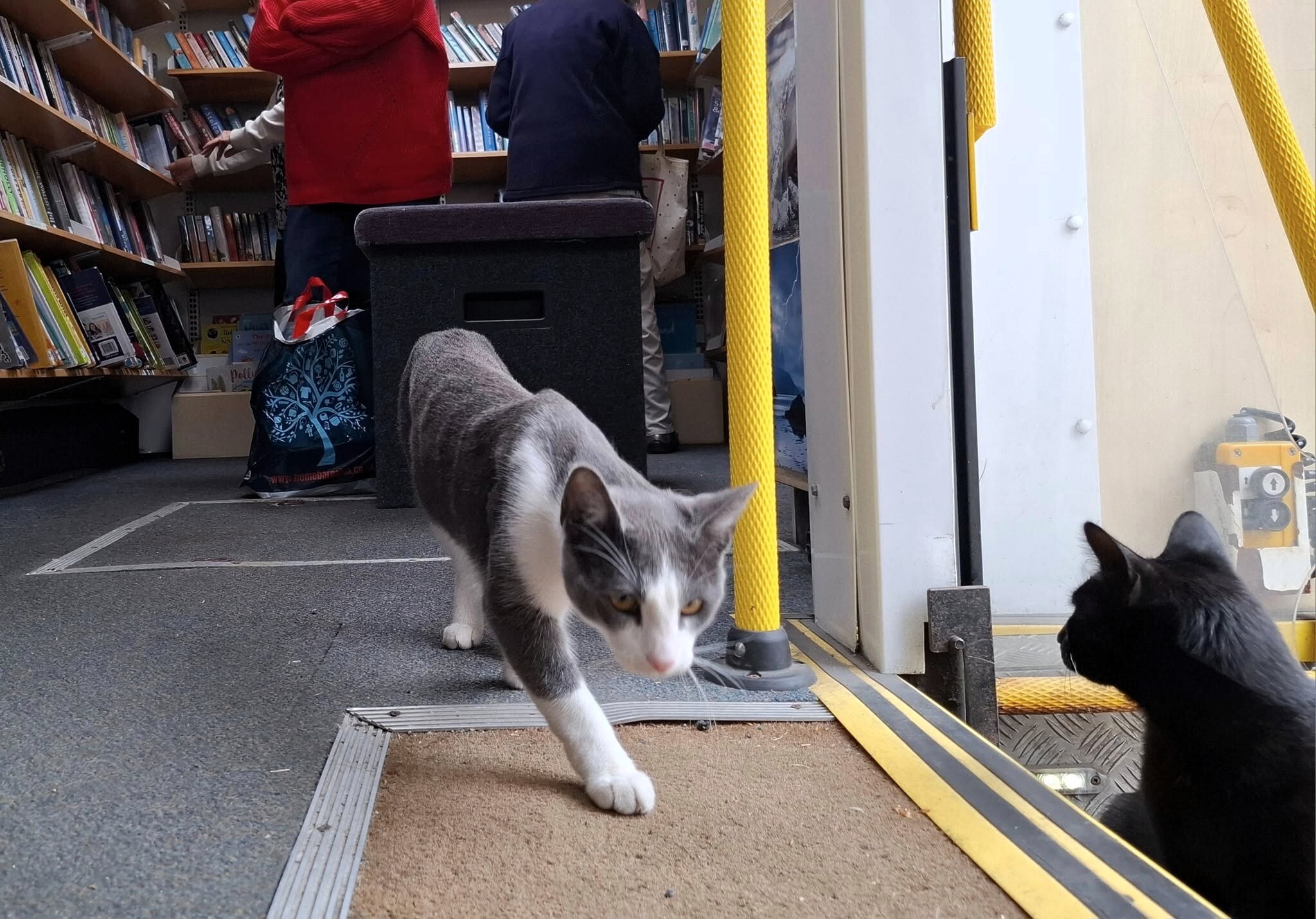 Two cats inside a mobile library, one walking toward the camera and one sitting by the entrance, with people browsing books in the background.