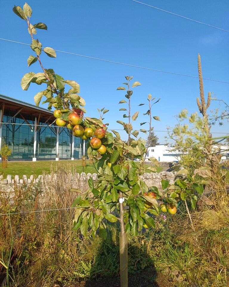 A view of an apple tree with a leisure centre in the background.