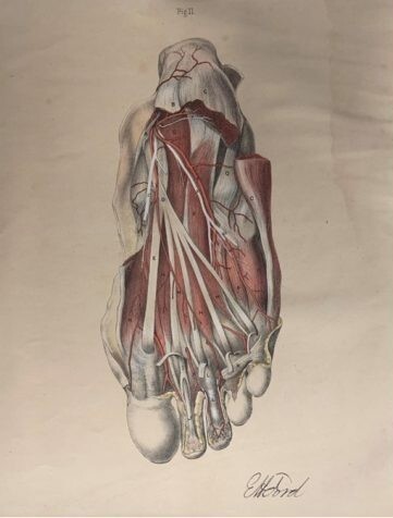 Detailed anatomical illustration of the top view of a human foot, showing muscles, tendons, and blood vessels in red and white. The bones of the toes are partially visible at the bottom, and the image is labeled “Fig II” at the top with a signature at the bottom.