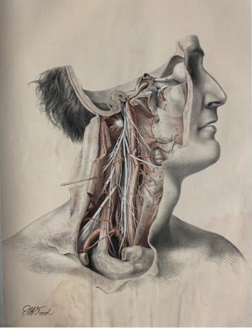 Detailed anatomical illustration of the side of a human head and neck, showing exposed muscles, nerves, and blood vessels in red and white. The drawing highlights the intricate structure beneath the skin, with fine lines and shading for depth.