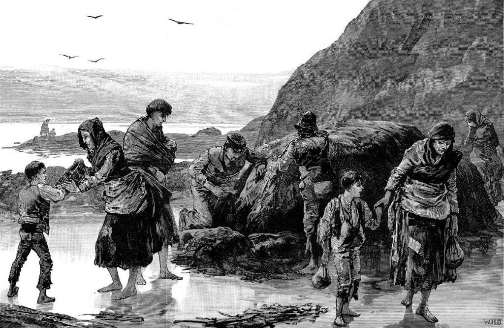 Detailed black and white illustration depicting a group of people gathering seaweed along a rocky shoreline. Several individuals are barefoot and dressed in heavy, layered clothing, carrying bundles or sacks. The scene includes large boulders, a calm sea in the background, and a few birds flying overhead near distant rock formations.