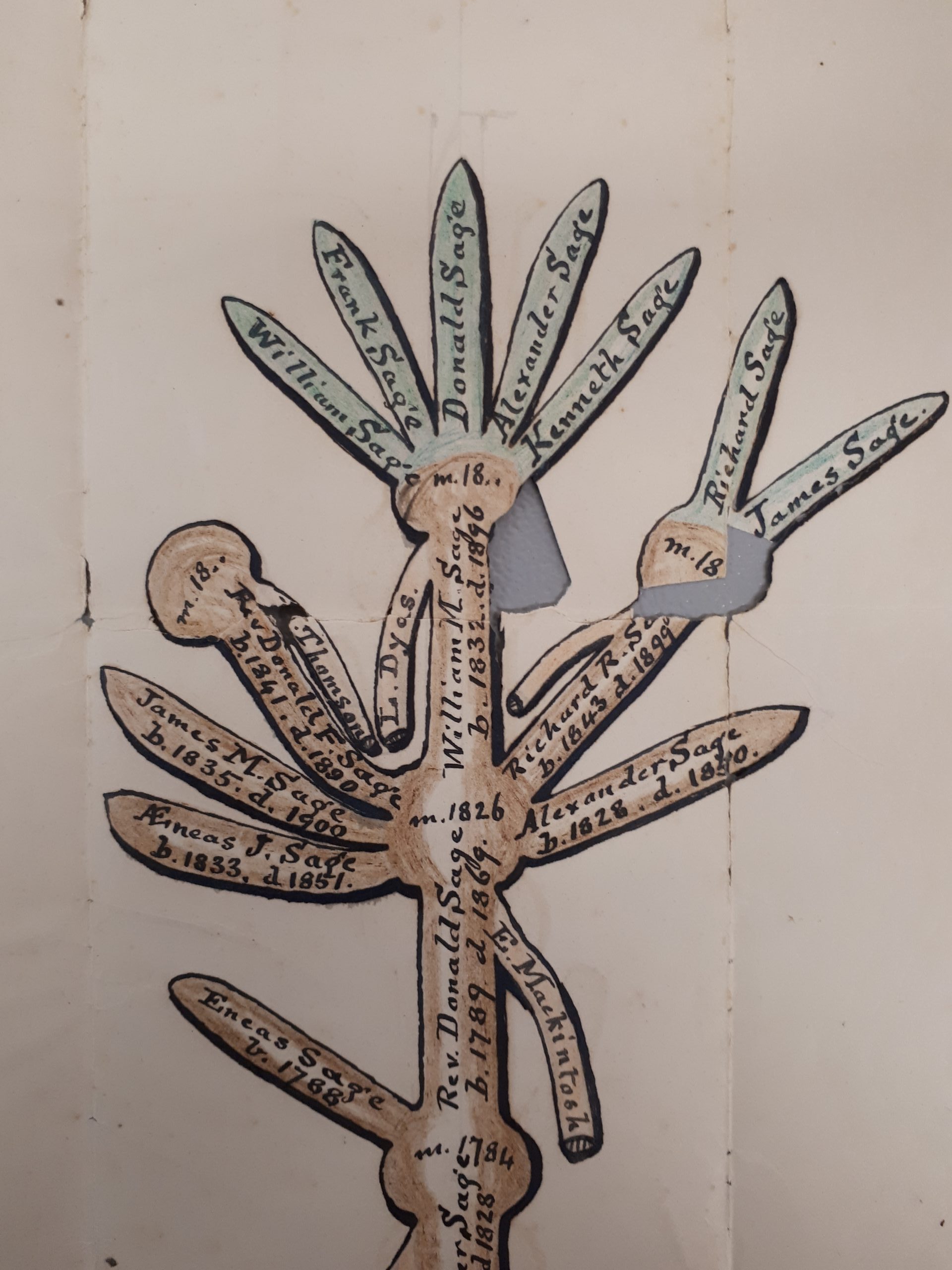 A drawing of a plant, coloured brown and green, with names and dates of individuals handwritten onto each stem