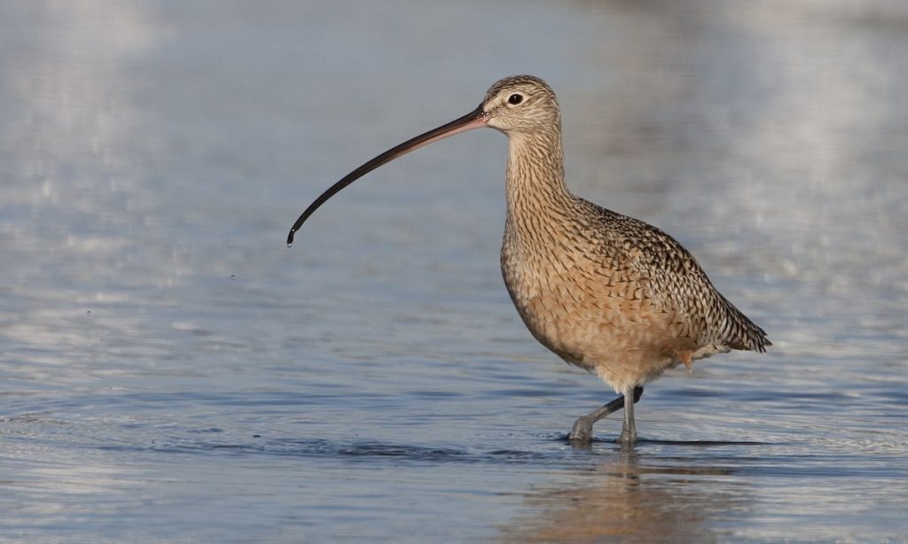 A curlew bird wading in shallow water
