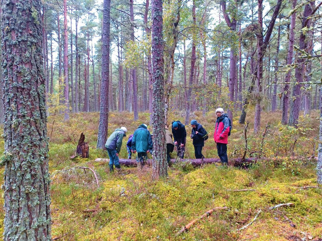 A group of people in a woodland setting. They are looking closely at the trees and undergrowth.