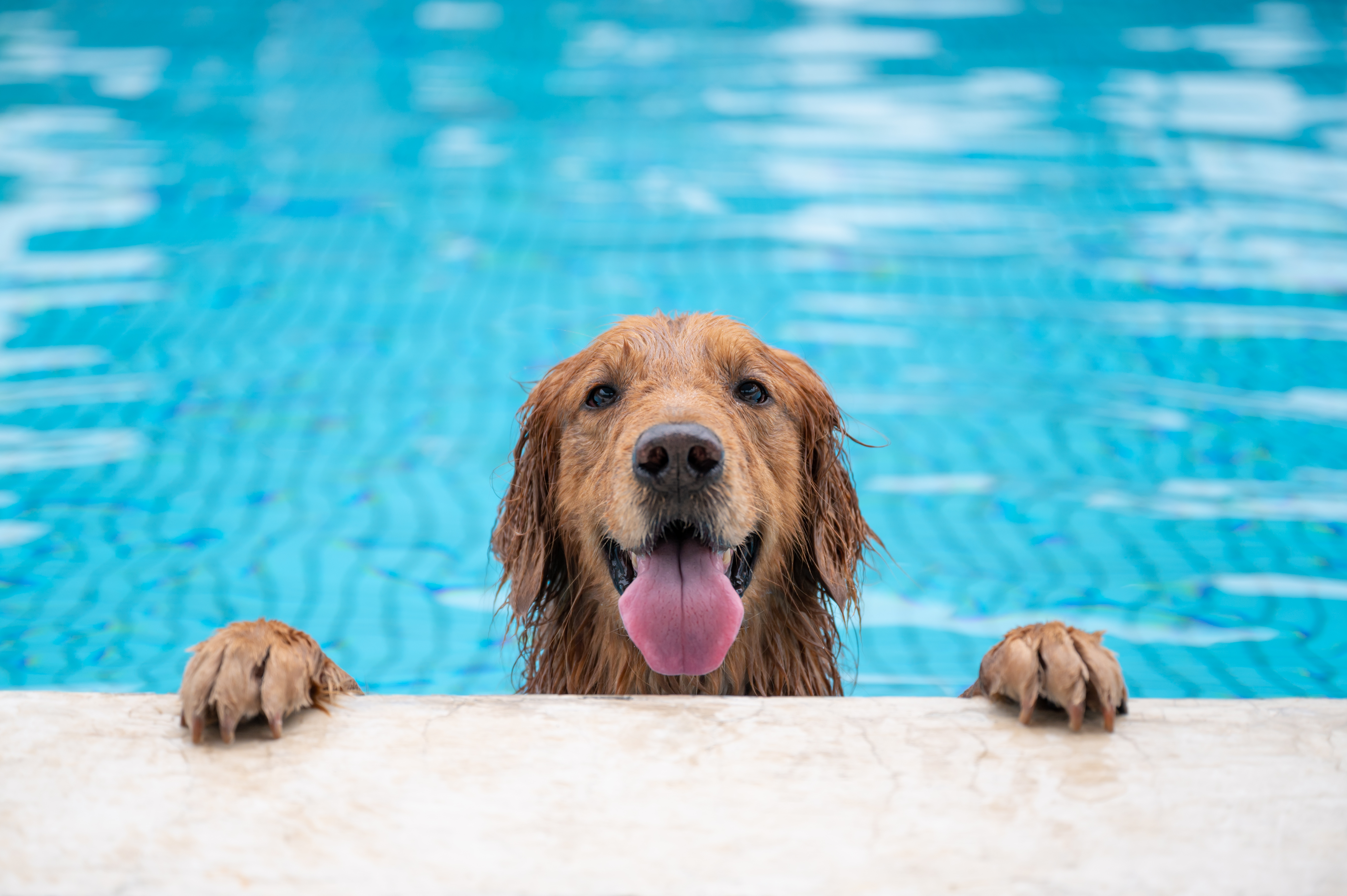 A wet golden retriever with its front paws resting on the edge of a swimming pool, looking forward with its tongue hanging out, surrounded by bright blue water.