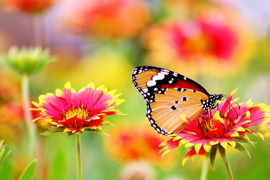 Stock image of a butterfly