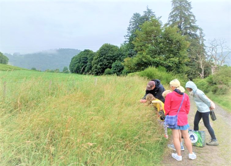 Meadow Pollinator Event